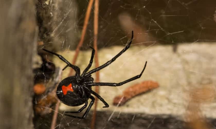 Black widow, a pest treated by Honorable Pest Control in Southeast Michigan