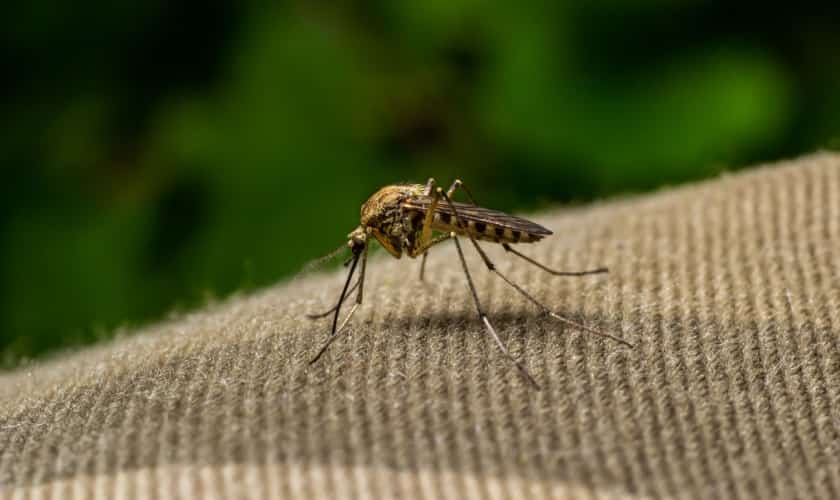 Mosquito, a pest treated by Honorable Pest Control in Southeast Michigan