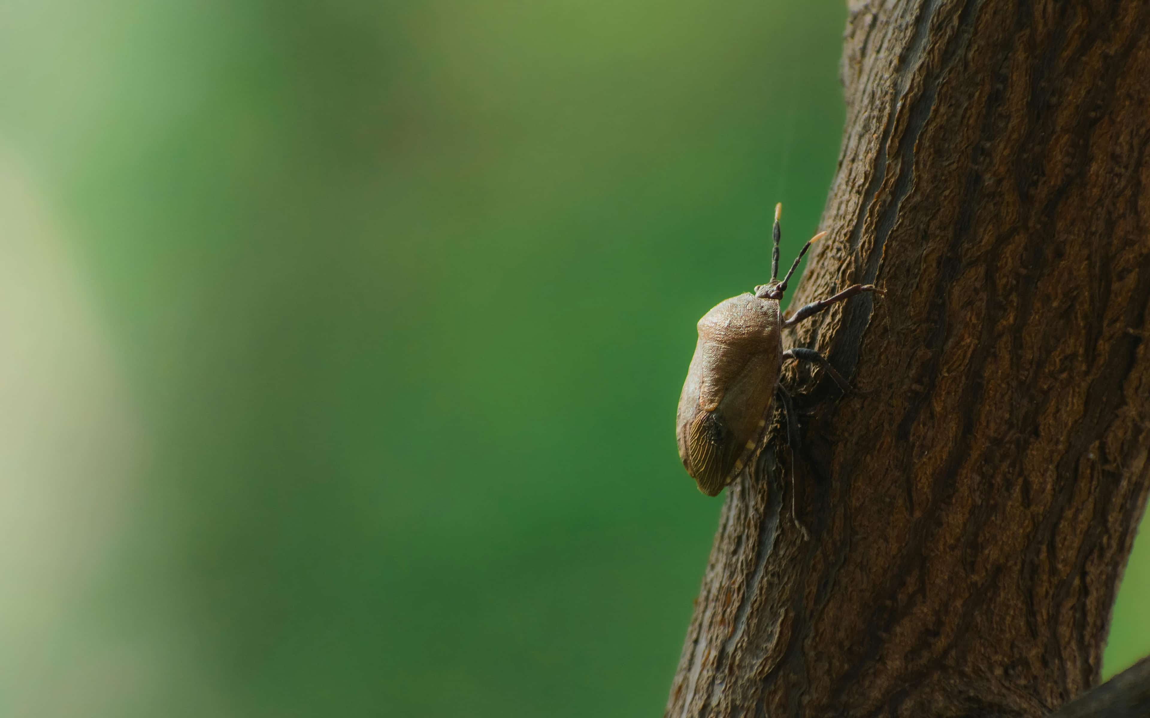 Stink bug, a pest treated by Honorable Pest Control in Southeast Michigan