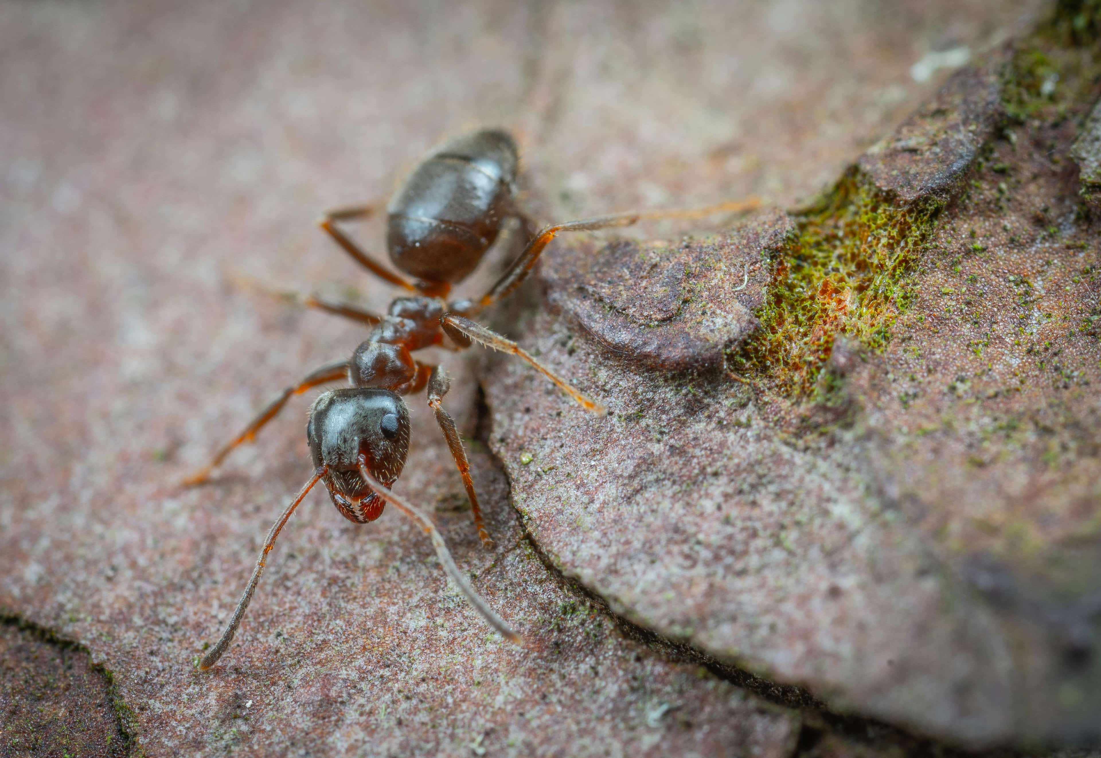 Carpenter ants, a pest treated by Honorable Pest Control in Southeast Michigan