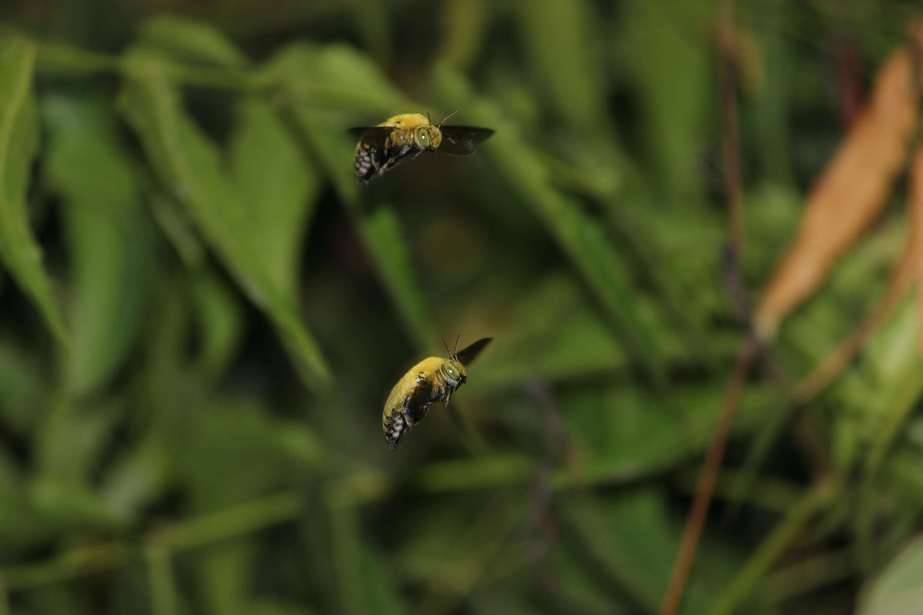 Carpenter bee, a pest treated by Honorable Pest Control in Southeast Michigan