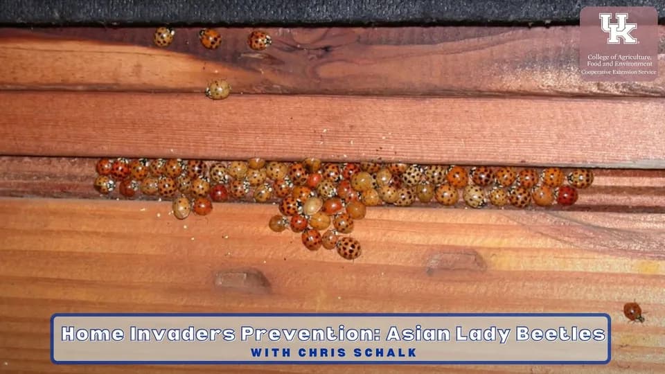 Still from the Warren County Cooperative Extension video Home Invader Prevention: Asian Lady Beetle