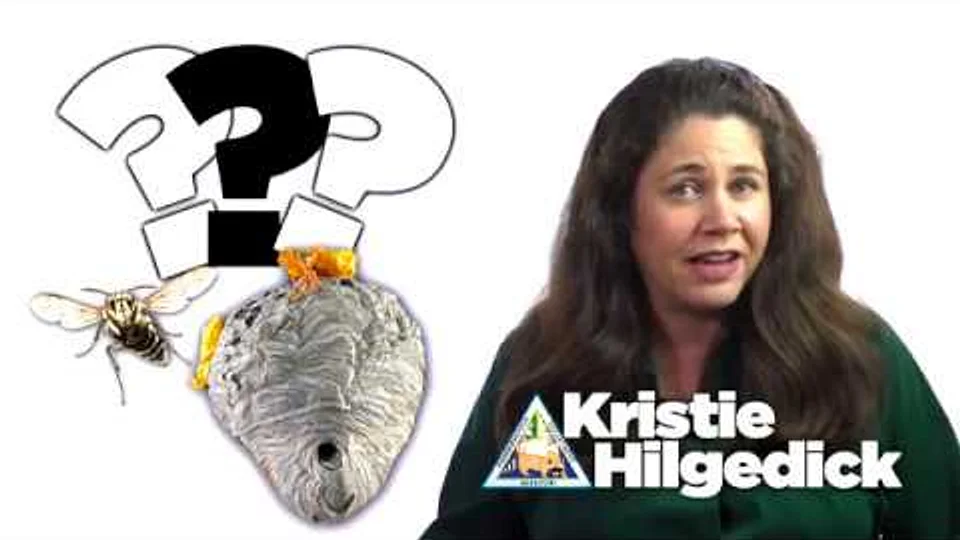 An MDC graphic with question marks, a wasp and a gray paper nest with a hole near the bottom, beside Kristie Hilgedick of the Missouri Department of Conservation