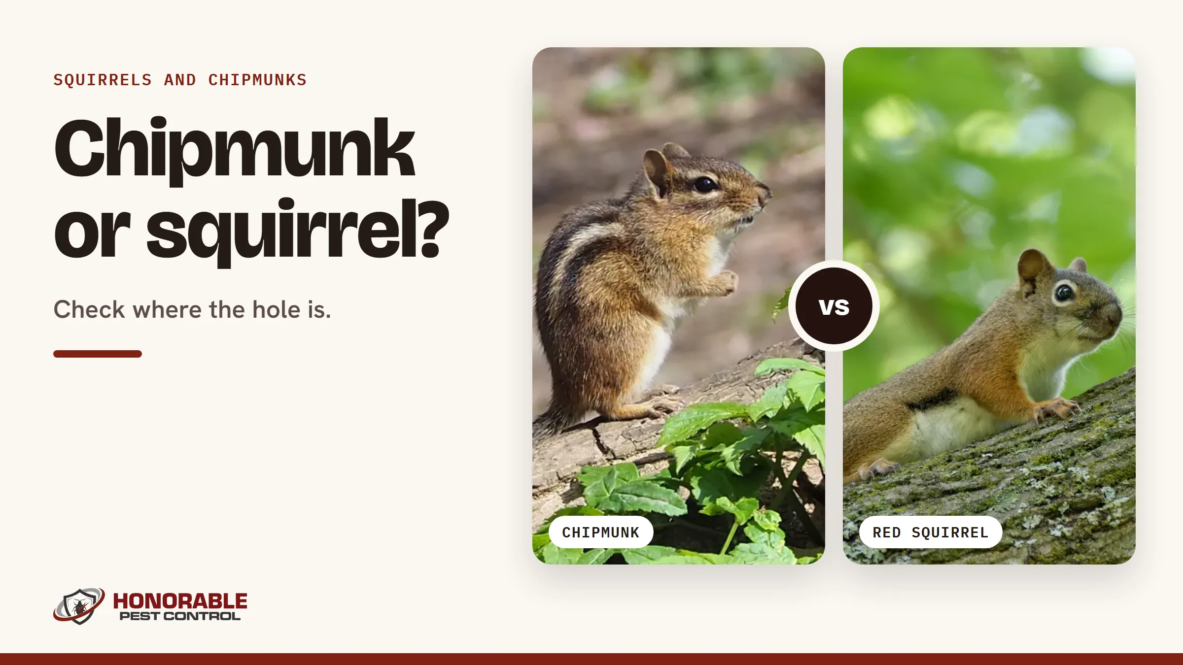 Blog cover comparing an eastern chipmunk and a red squirrel side by side