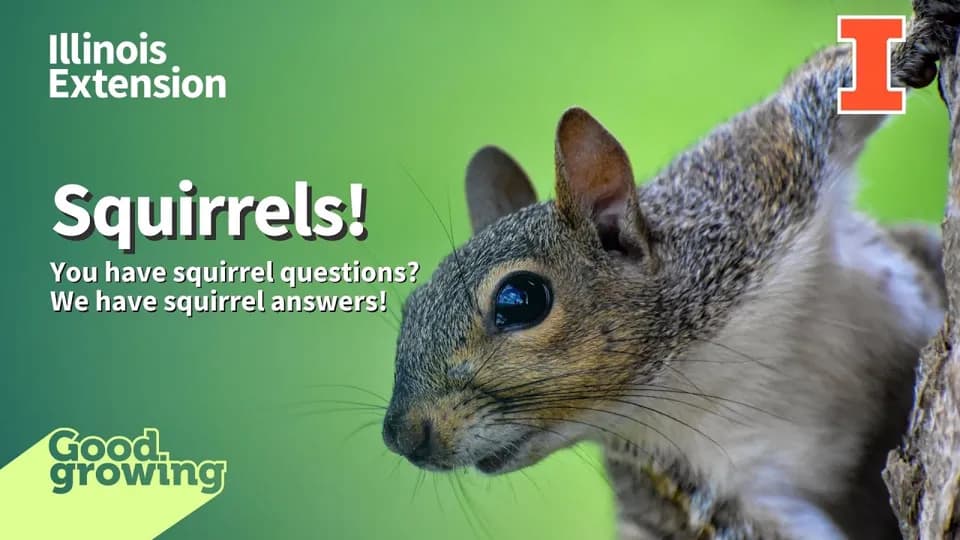 Illinois Extension Good Growing title card reading Squirrels! You have squirrel questions? We have squirrel answers!, next to a close-up of a gray squirrel