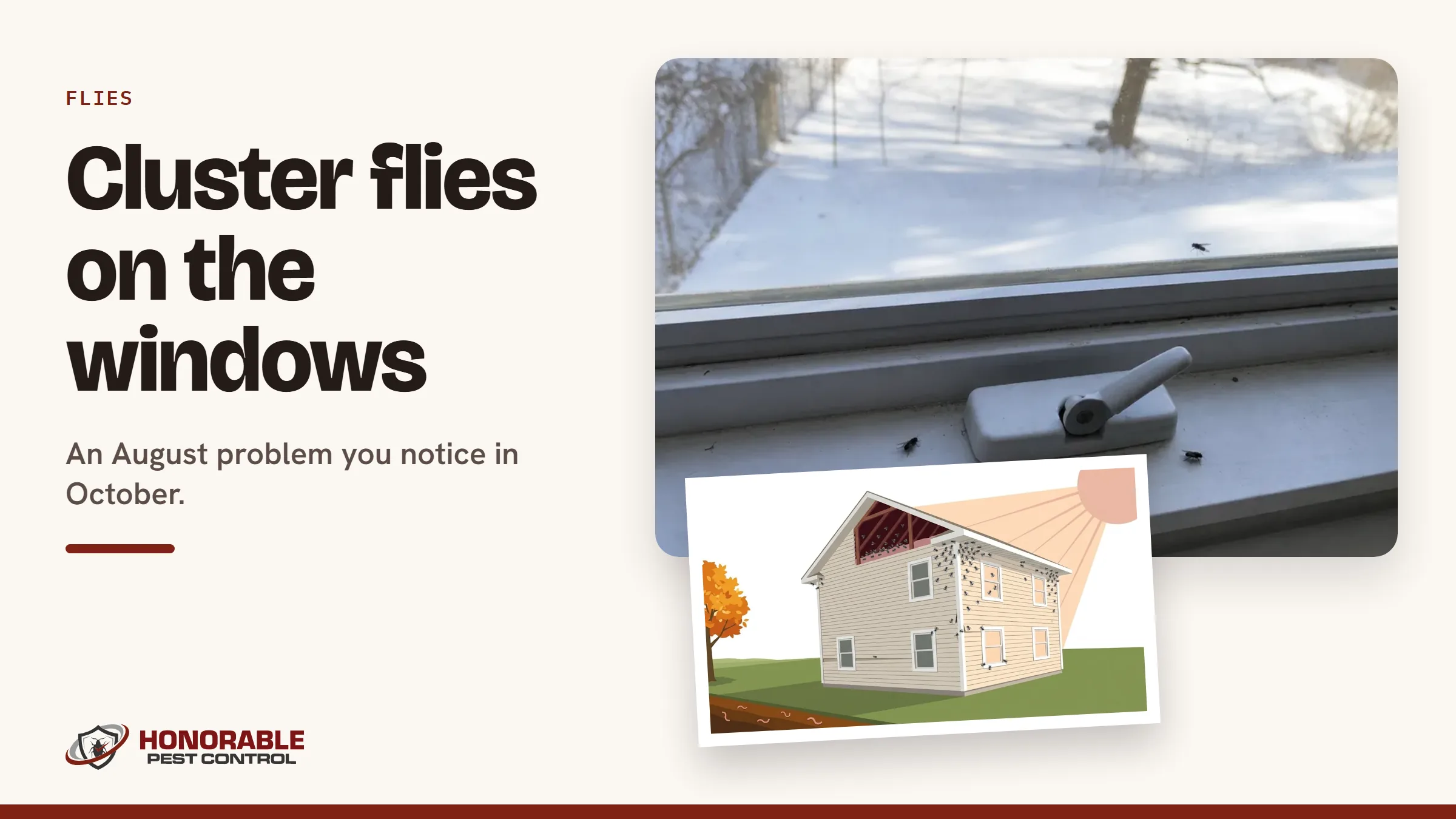 Blog cover reading "Cluster flies on the windows" with a photo of cluster flies on a window and a drawing from the post