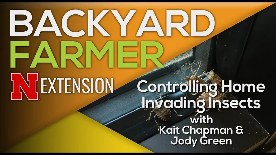 Nebraska Extension Backyard Farmer title card, Controlling Home Invading Insects with Kait Chapman and Jody Green, over a photo of stink bugs on a window sill