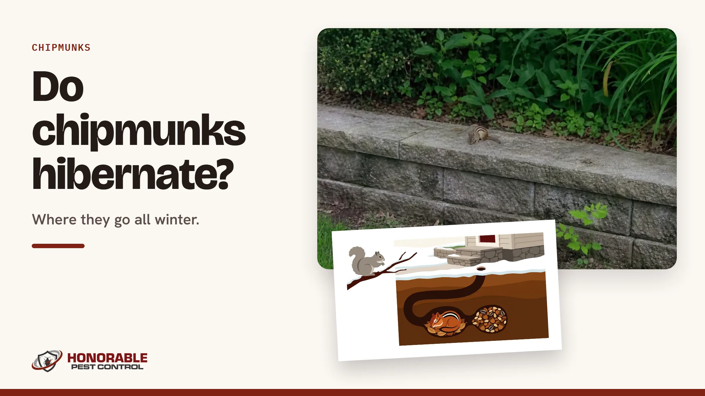 Blog cover reading "Do chipmunks hibernate?" with a photo of an eastern chipmunk on a retaining wall and a drawing from the post