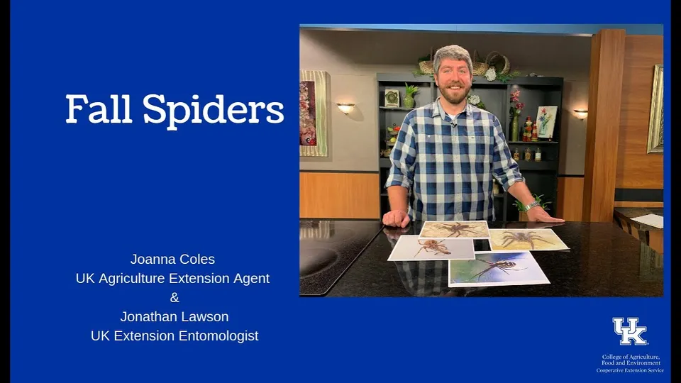 Still from the University of Kentucky Cooperative Extension video Fall Spiders