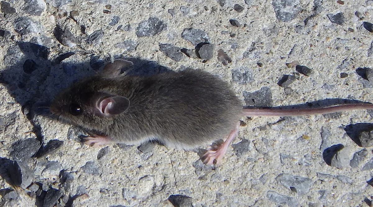 A gray-brown house mouse with big round ears and a long, nearly bare pink tail on a gravelly concrete surface