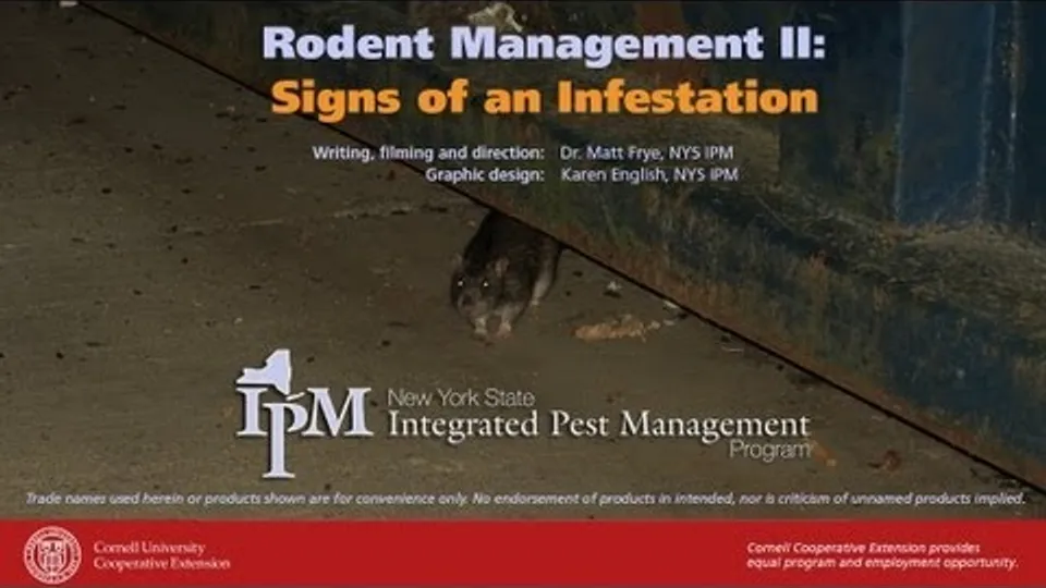 Title card of Cornell's New York State IPM video on the signs of an infestation, over a rat on pavement at night