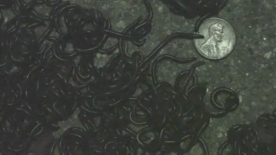 A tangle of dozens of dark millipedes crawling over pavement at night, with a penny beside them for scale