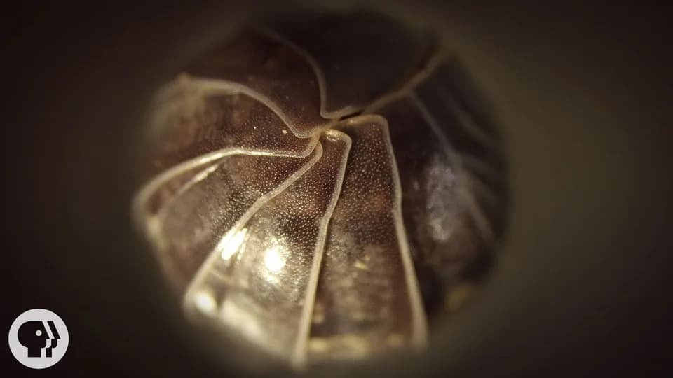 A macro close-up of a pill bug rolled into a ball, its overlapping plates catching the light, with the PBS logo in the corner