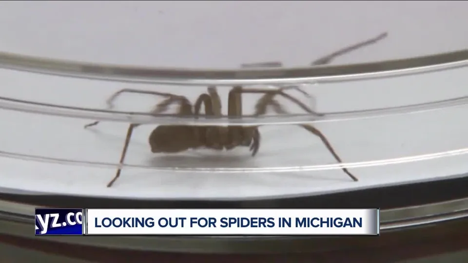 WXYZ news title card reading Looking out for spiders in Michigan, over a large brown spider in a clear plastic container