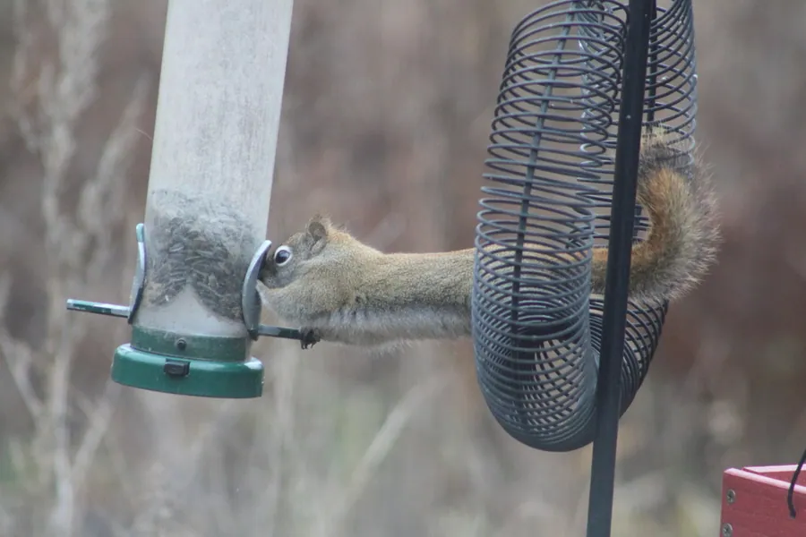 A small American red squirrel with a white belly