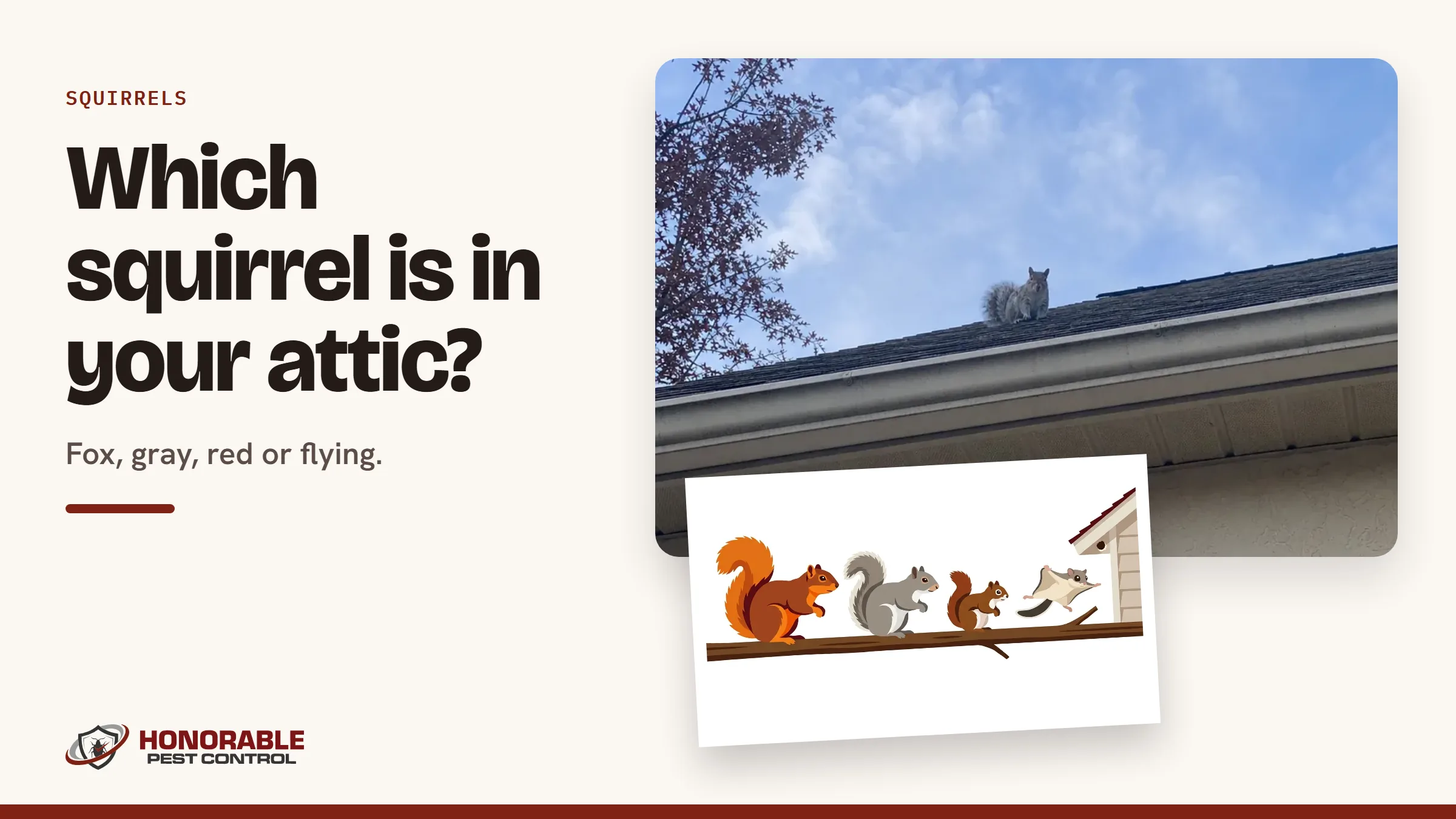 Blog cover reading "Which squirrel is in your attic?" with a photo of a gray squirrel on a roof edge and a drawing from the post