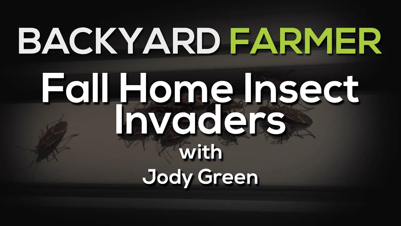 Backyard Farmer title card reading Fall Home Insect Invaders with Jody Green, over a dim photo of boxelder bugs on a wall