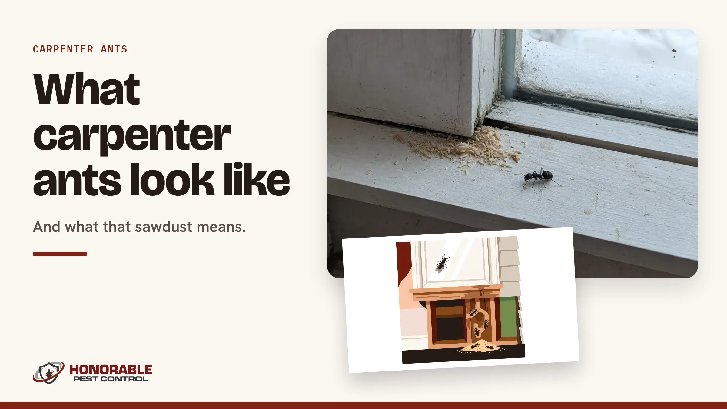 Blog cover reading "What carpenter ants look like" with a photo of a carpenter ant and sawdust on a window sill and a drawing from the post