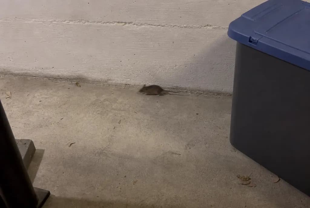 A gray-brown house mouse running along a basement wall