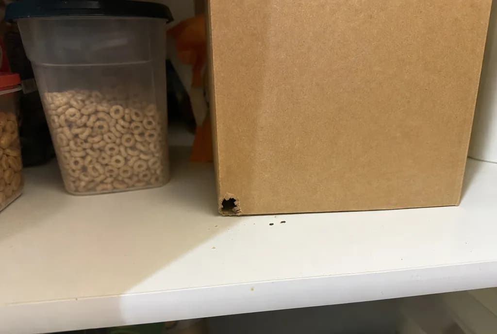 A cereal box chewed open by a mouse on a pantry shelf