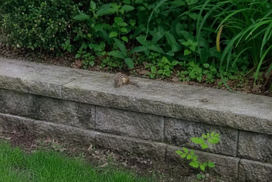 An eastern chipmunk on a stone retaining wall