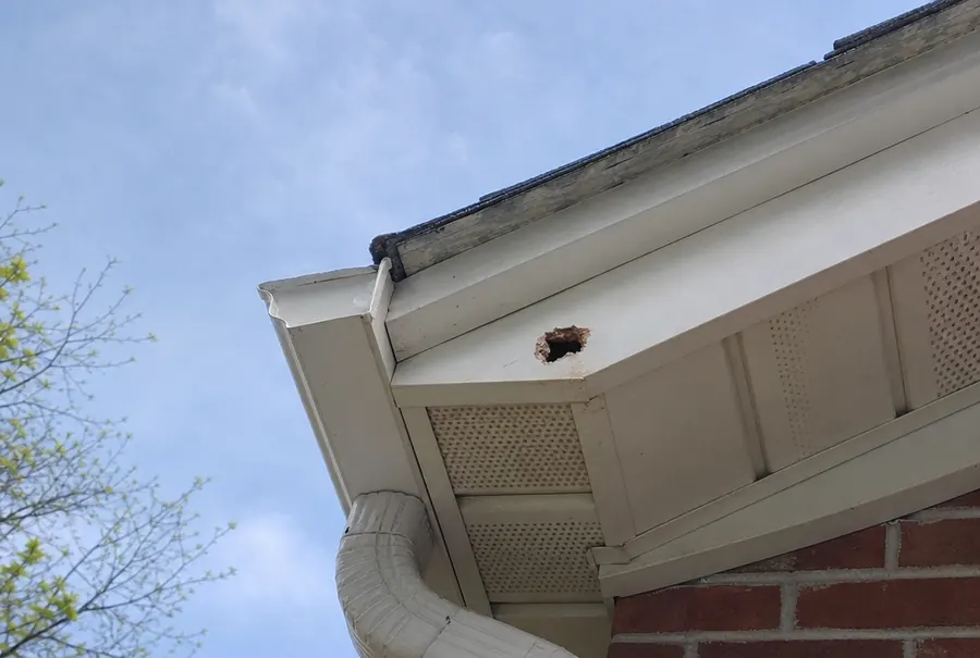 A round hole chewed by a squirrel at the corner of a soffit