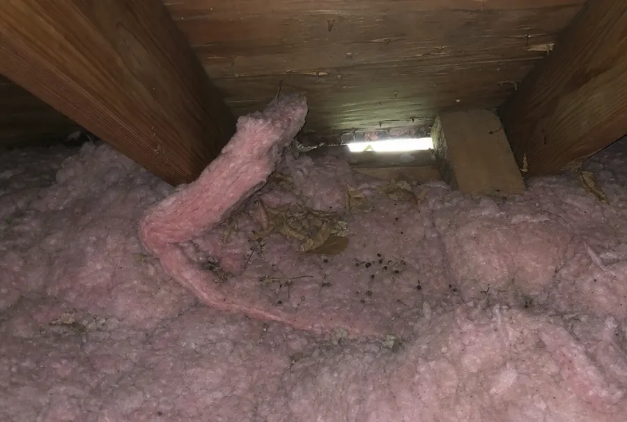 Attic insulation disturbed and flattened by squirrels near the eaves