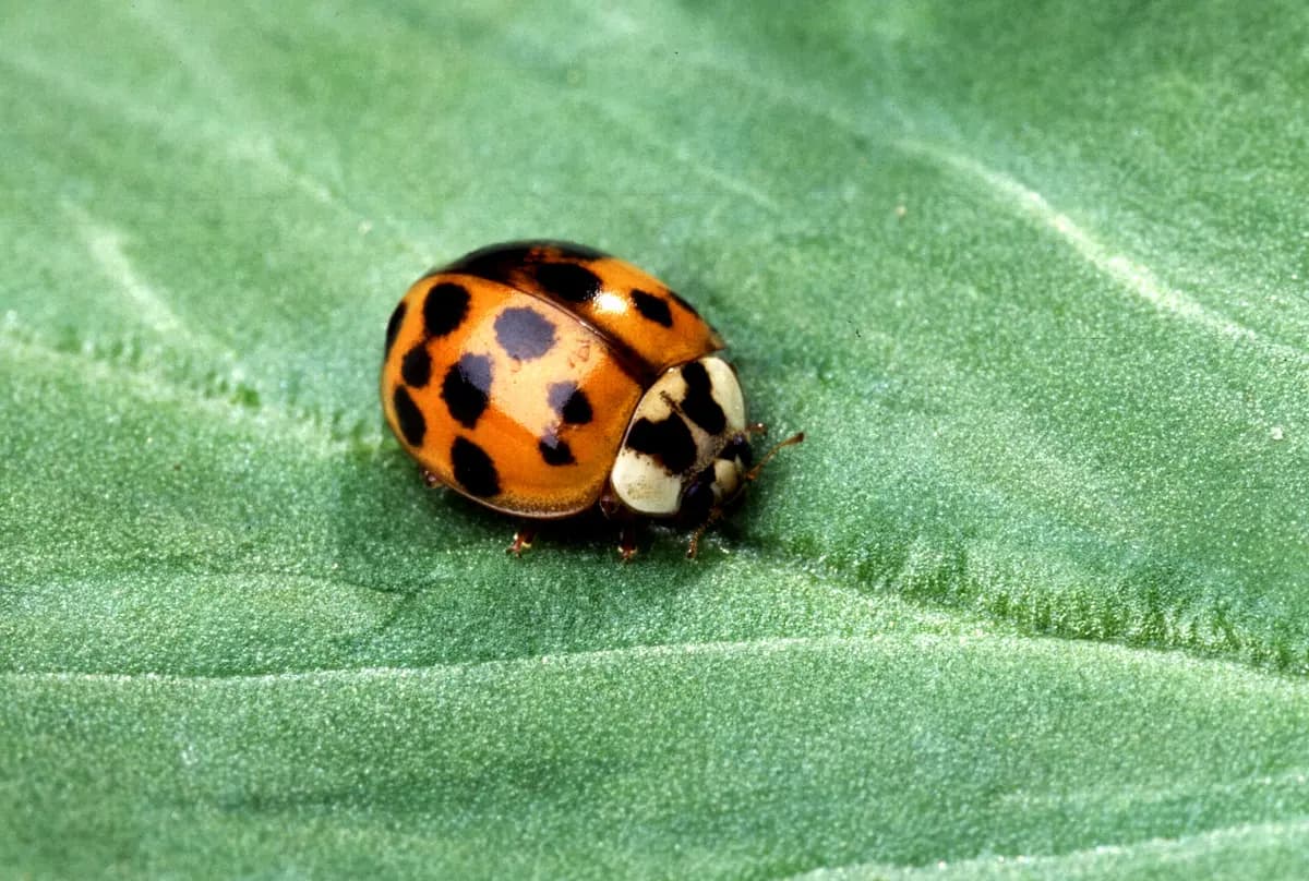 Close-up of an orange Asian lady beetle with black spots on a green leaf, with the black M-shaped mark showing on the white area behind its head.