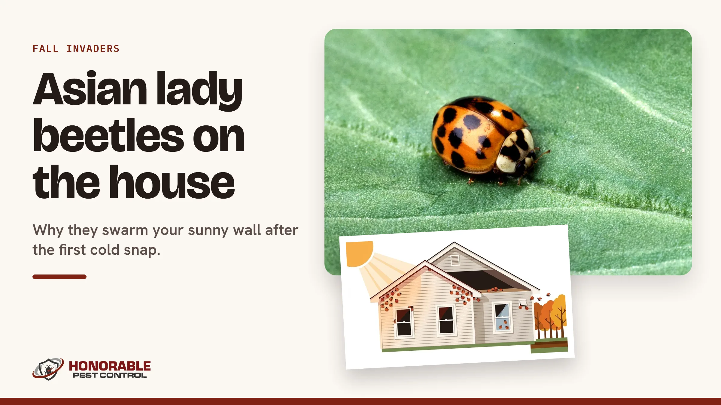 Blog cover reading "Asian lady beetles on the house" with a photo of an Asian lady beetle on a leaf and a drawing from the post