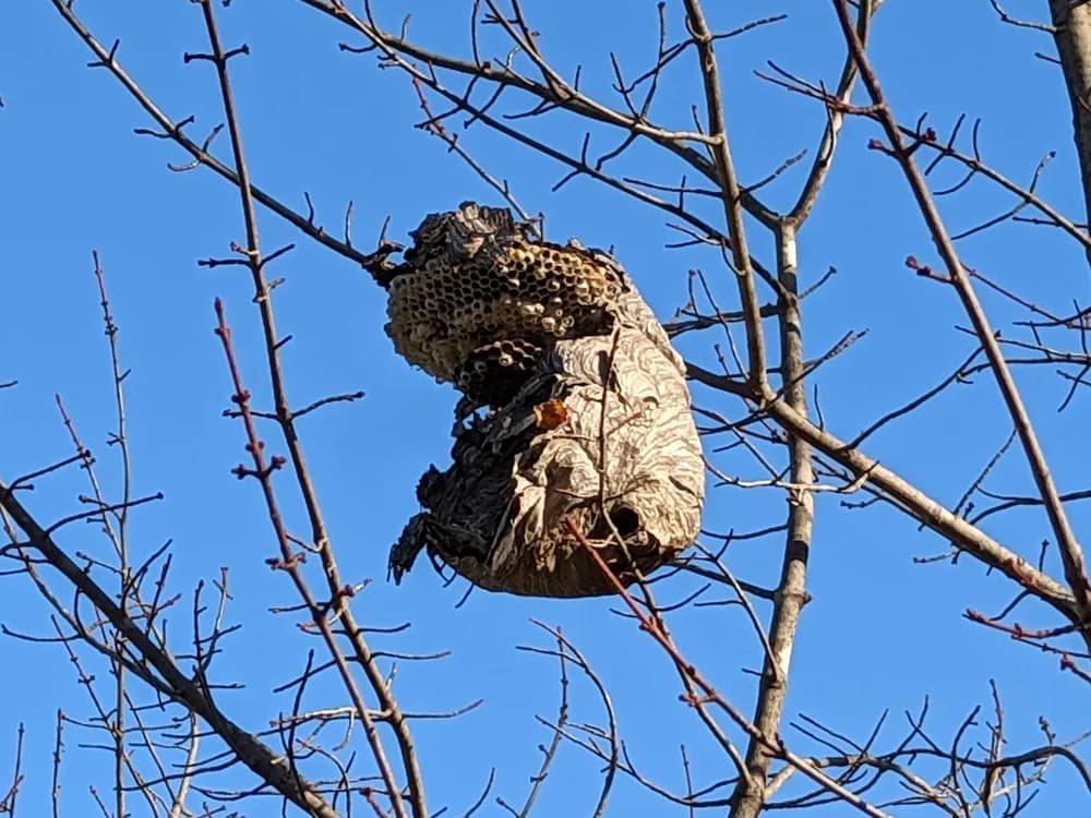 A gray paper bald-faced hornet nest hanging among bare branches against a blue sky in Auburn Hills, Michigan, its top torn open to show stacked combs, with a round dark hole near the bottom right