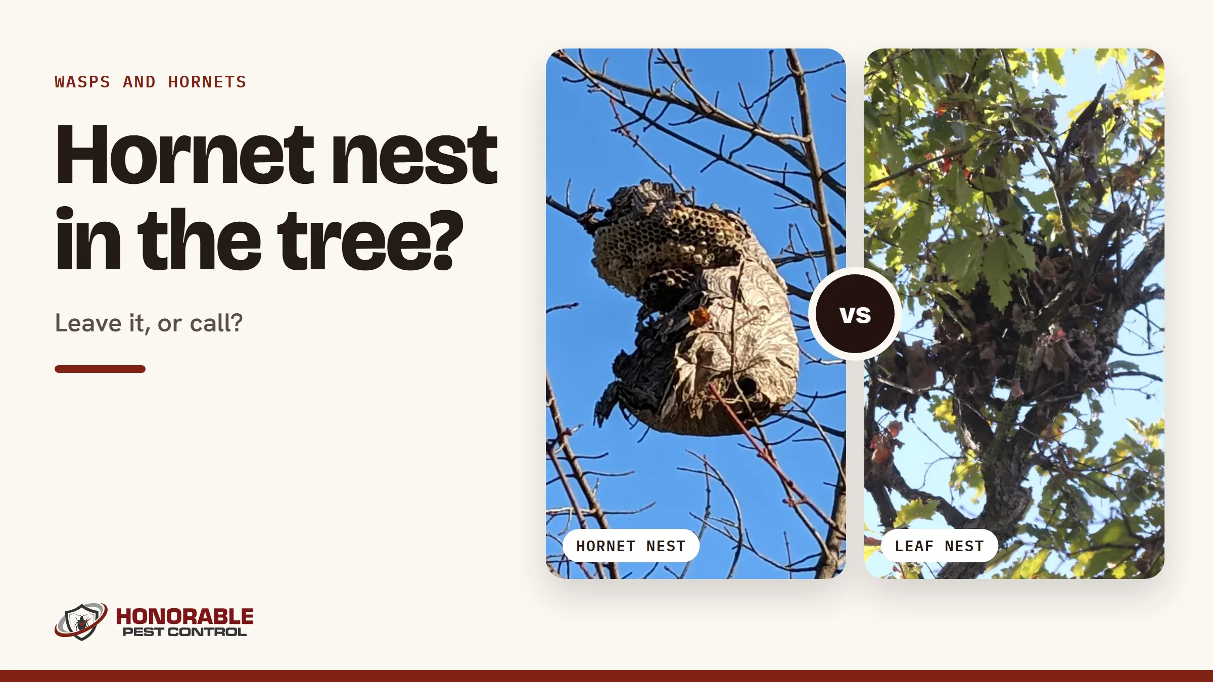 Blog cover comparing a bald-faced hornet nest and a tree squirrel's leaf nest side by side