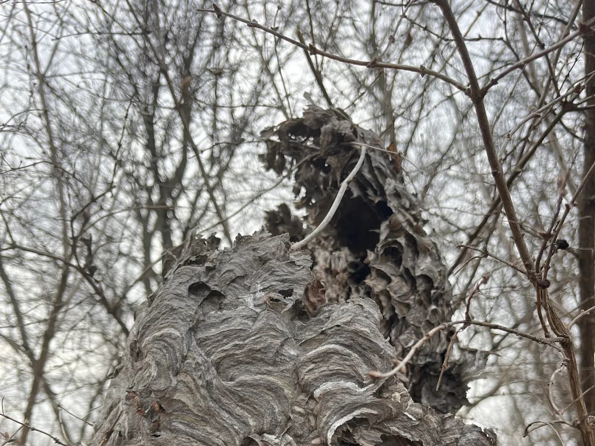 A weathered gray bald-faced hornet nest with layered, peeling paper, torn open at the top, in bare brush in Washtenaw County in February