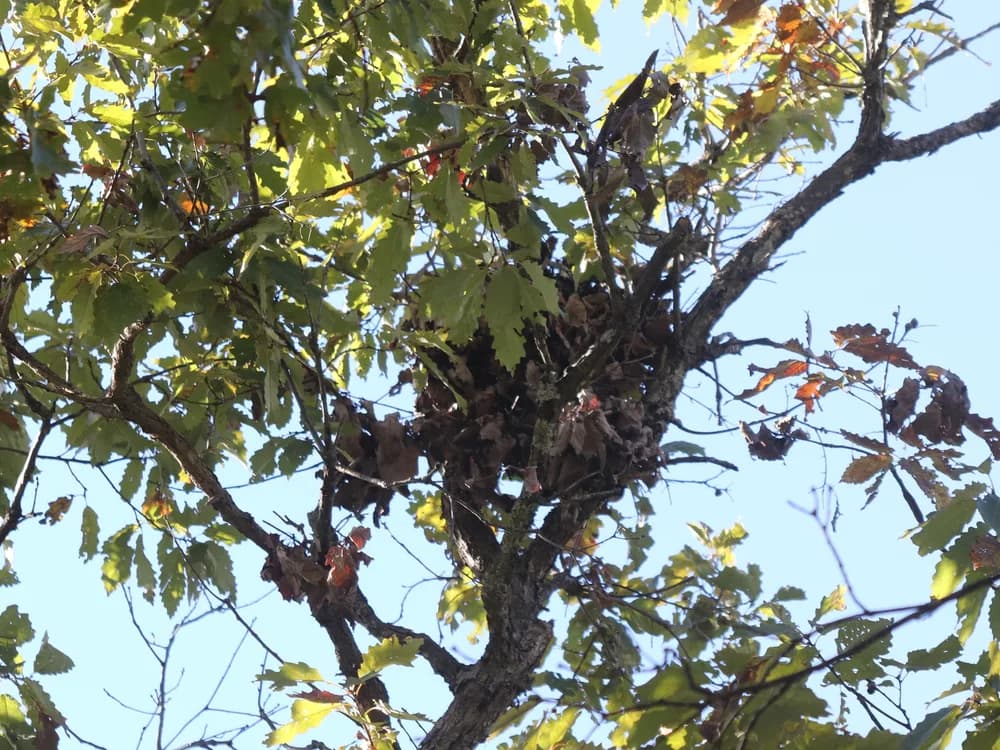 A clump of dry brown leaves wedged in a fork of an oak that still has its green leaves, in Branson, Missouri