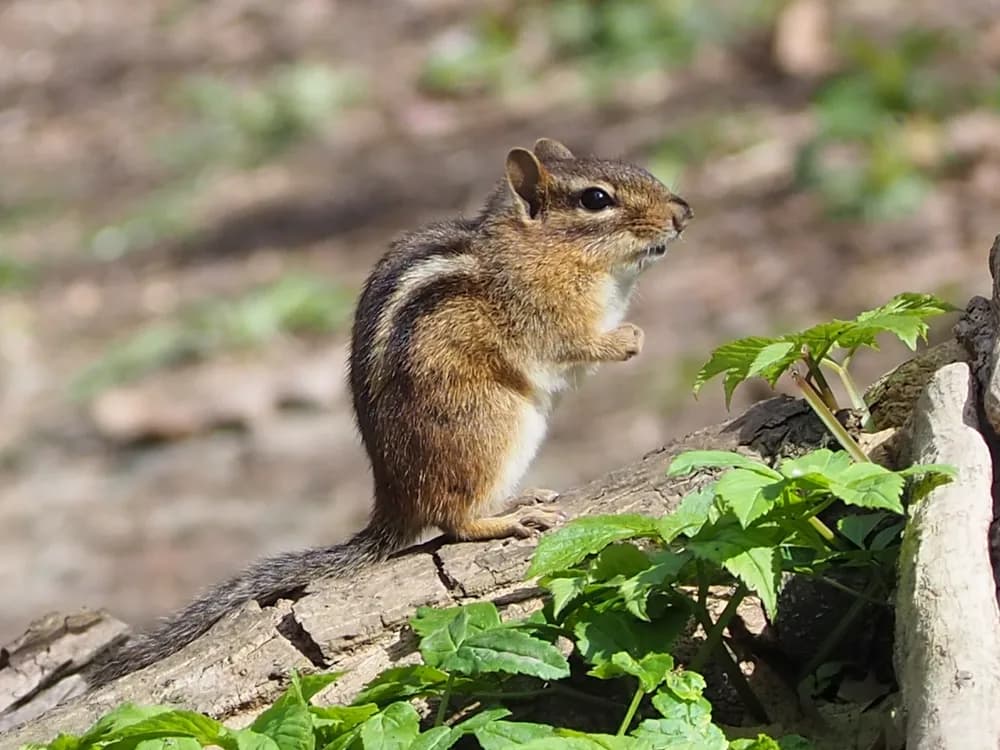 An eastern chipmunk sitting up on a log, facing right, with stripes on its face and back and a thin tail hanging down to the left