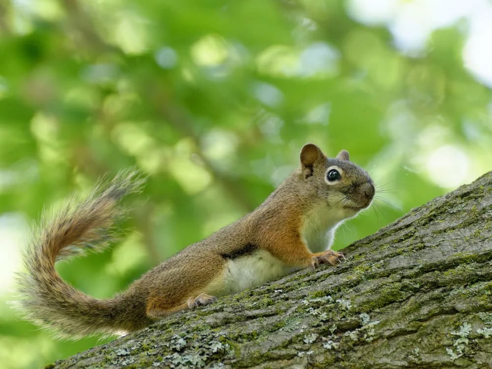 An American red squirrel on a tree trunk in Ann Arbor, facing right, with a plain reddish face, a white eye ring, a white belly and a bushy tail curving up at the left
