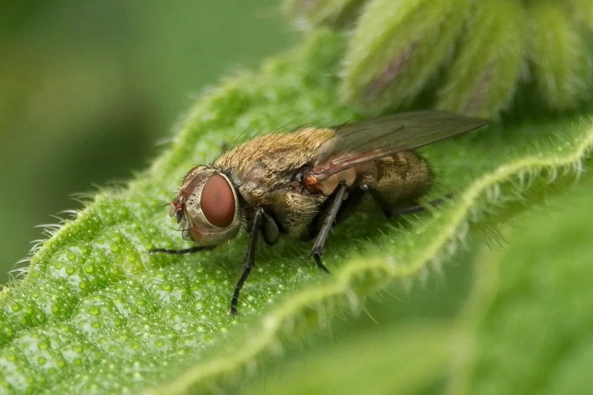 Side view of a cluster fly on a green leaf, with golden hairs covering its thorax and its wings folded flat over its back.