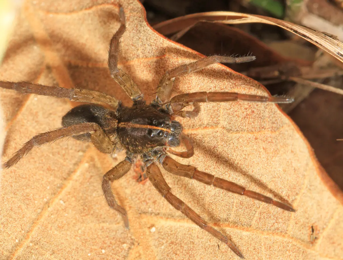 A brown wolf spider with a striped back, seen from above on a dry leaf, with its rows of eyes visible at the front of its head.