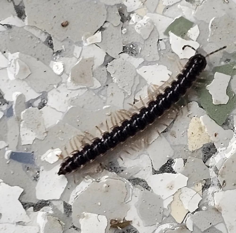 A dark greenhouse millipede with rows of pale legs crawling across a speckled floor