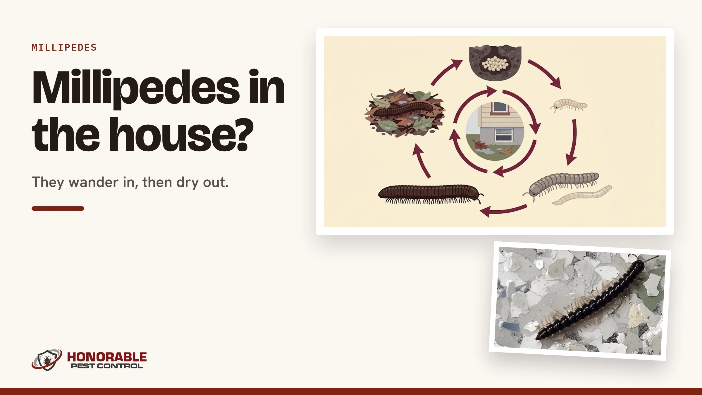 Blog cover with the millipede life cycle drawing from the post and a photo of a greenhouse millipede on a floor