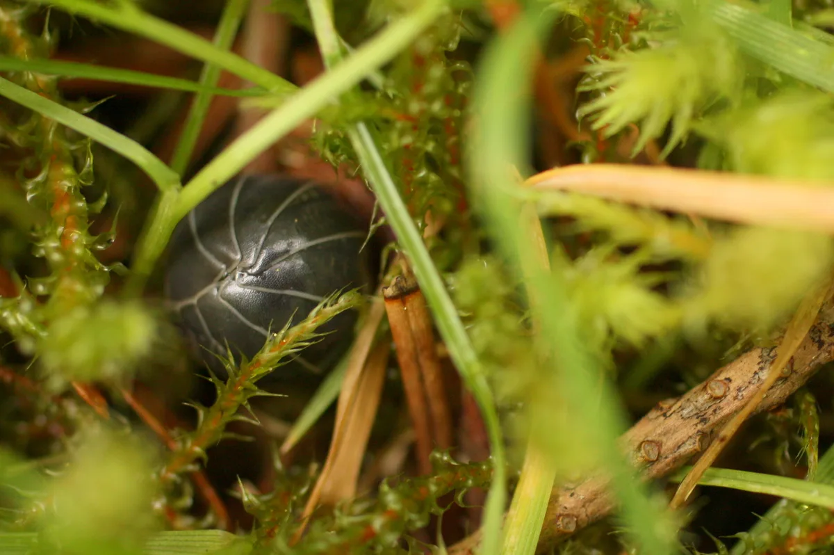 A dark gray pill bug rolled into a tight ball, tucked among green moss and grass blades