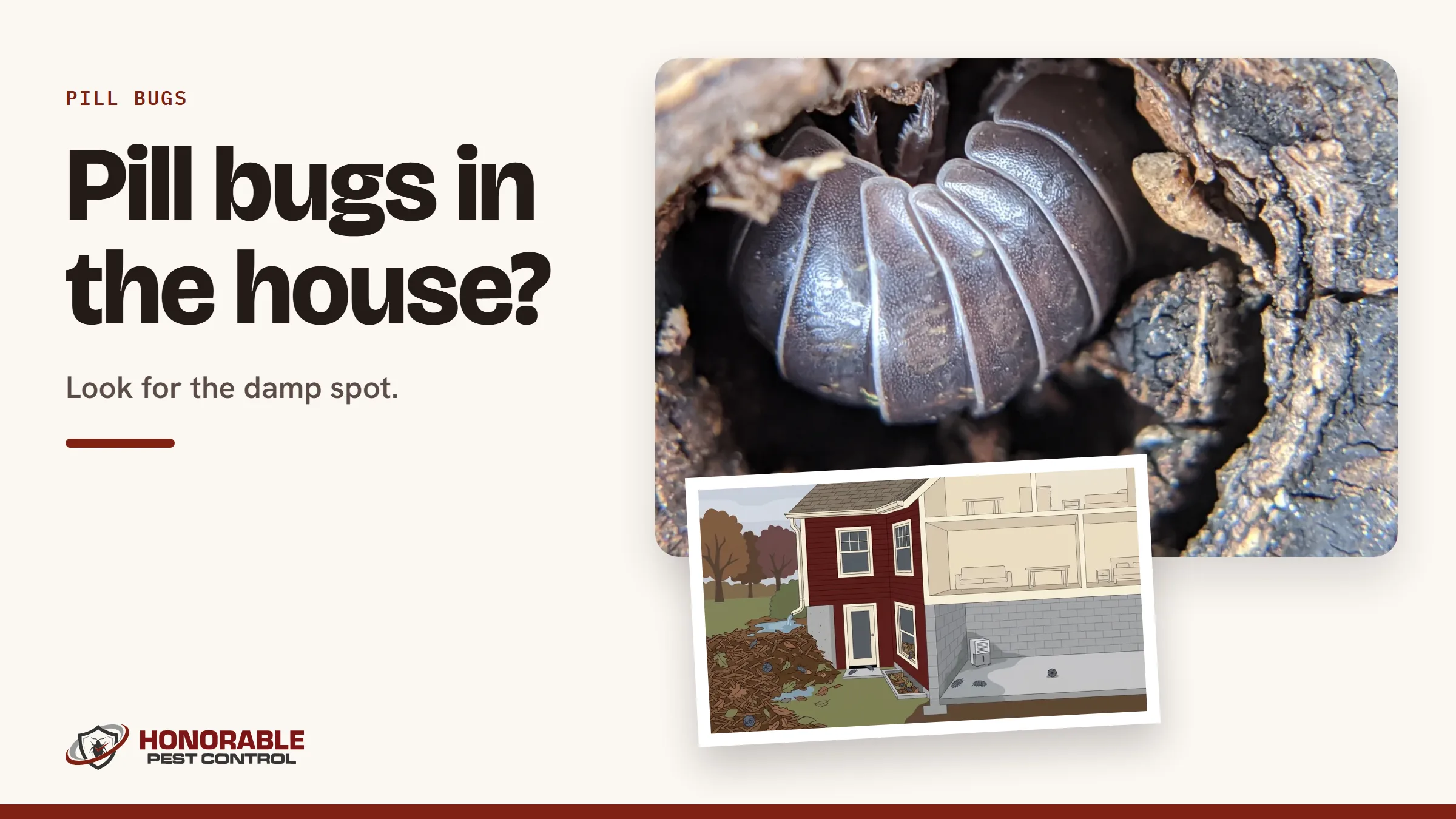 Blog cover with the pill bug drawing from the post and a photo of a pill bug curled up in a hole in rotting wood