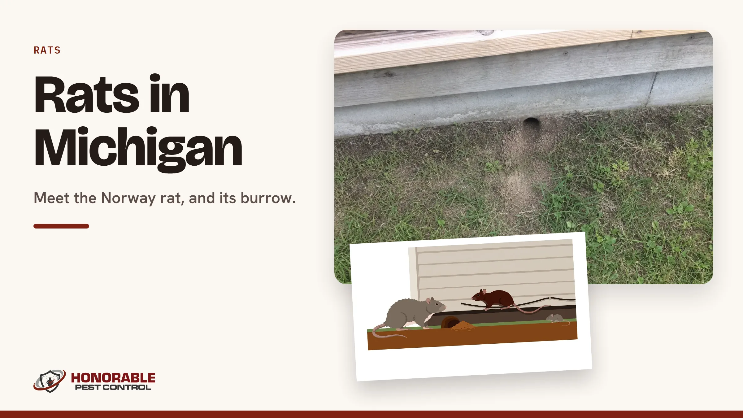 Blog cover reading "Rats in Michigan" with a photo of a rat burrow at a house foundation and a drawing from the post