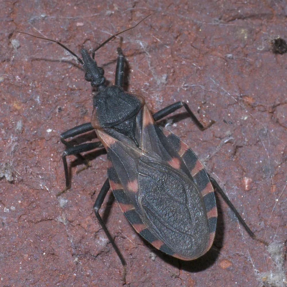 Top view of a black kissing bug on a red brick, with a narrow cone-shaped head, thin legs and orange-red stripes around the edge of its body