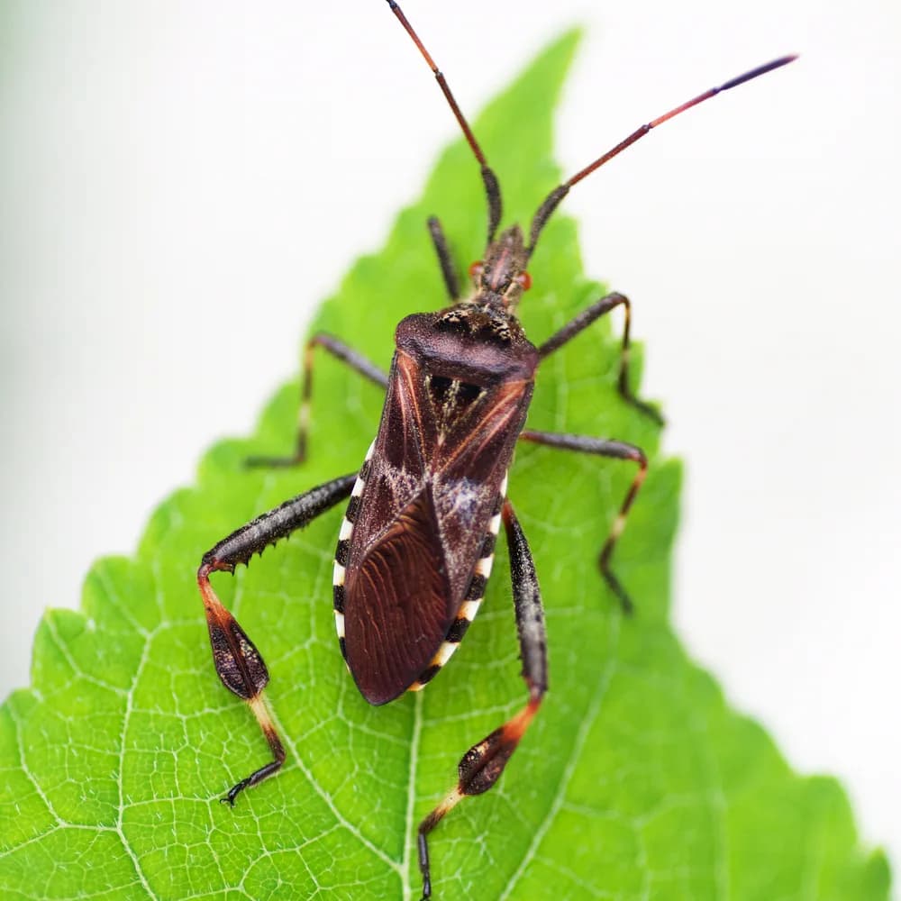 Top view of a western conifer seed bug on a green leaf, with long banded antennae and a flat, leaf-shaped flare on each back leg