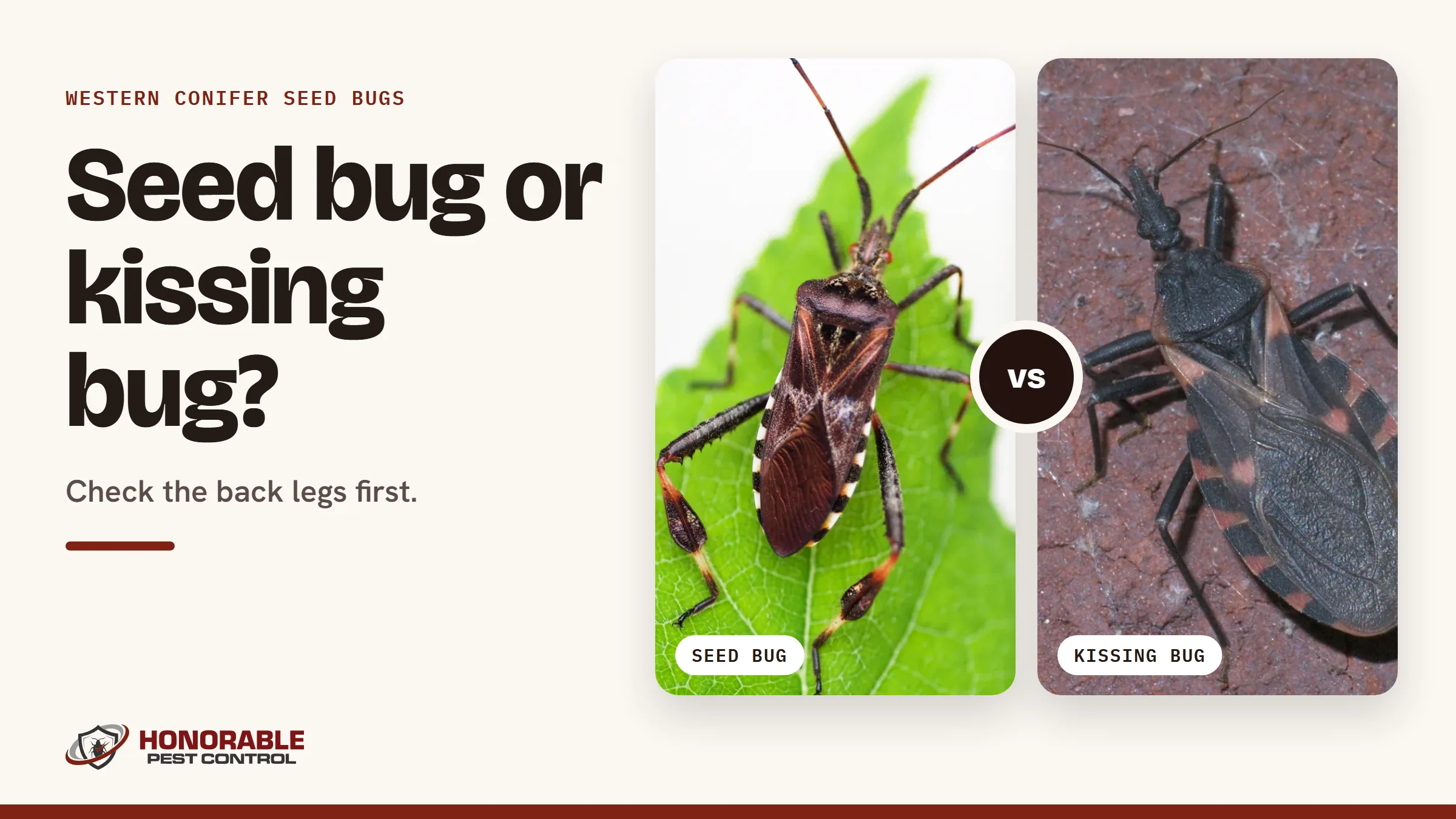 Blog cover comparing a western conifer seed bug and a kissing bug side by side