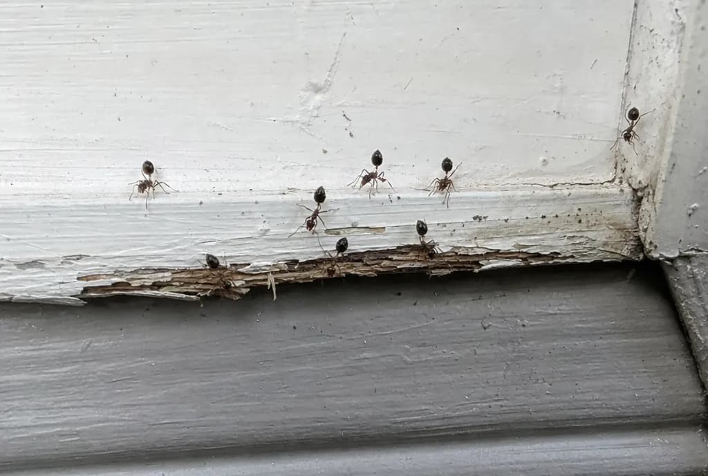 Acrobat ants with raised abdomens trailing along damp, peeling exterior window trim
