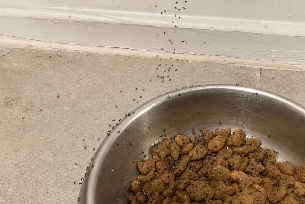 Tiny black ants swarming a pet food bowl of dry kibble on a kitchen floor
