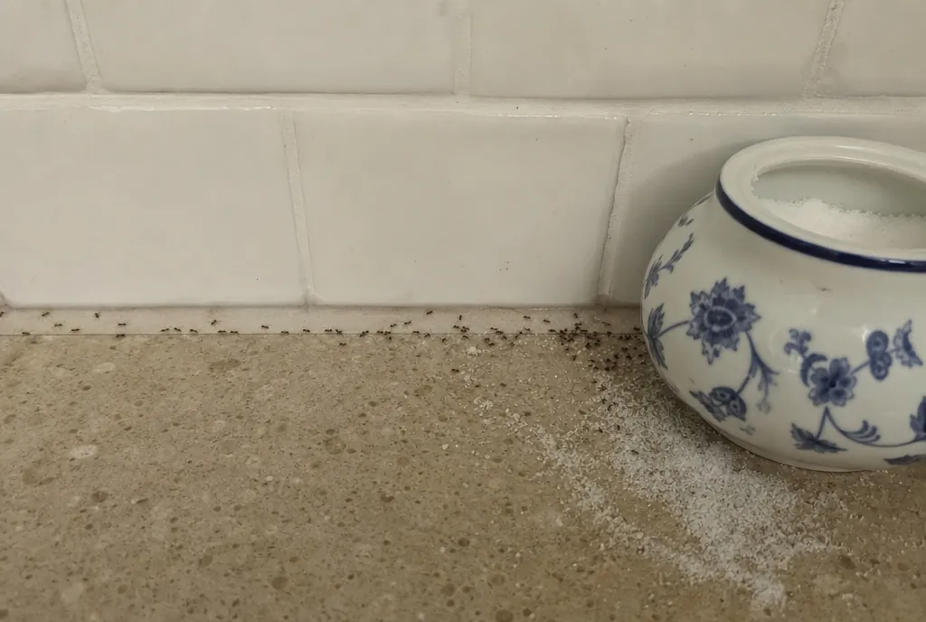 Trail of small dark brown odorous house ants along a kitchen counter to a sugar bowl