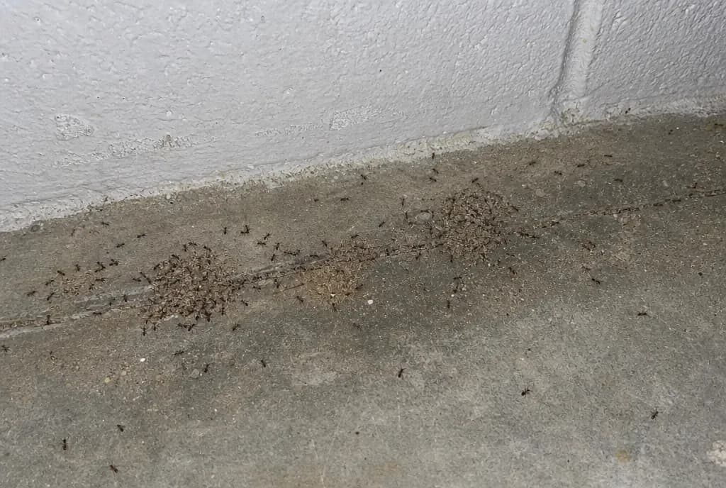 Pavement ants around small piles of sand pushed up from a crack in a concrete basement floor
