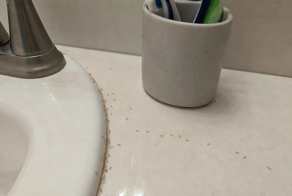 Trail of tiny amber pharaoh ants along a bathroom sink and vanity counter